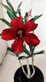 Planta Simples 2935 – 30cm – 02 anos