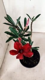 Planta Simples 2935 – 30cm – 02 anos - Imagem 4