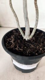 Planta Simples 2935 – 30cm – 02 anos - Imagem 6