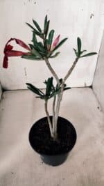 Planta Simples 2935 – 30cm – 02 anos - Imagem 5