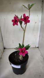 Planta Simples 2937 – 40cm – 03 anos - Imagem 2