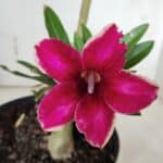 Planta Simples 2937 – 40cm – 03 anos