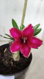 Planta Simples 2937 – 40cm – 03 anos