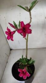 Planta Simples 2937 – 40cm – 03 anos - Imagem 4