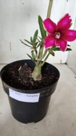 Planta Simples 2937 – 40cm – 03 anos - Imagem 5