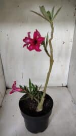 Planta Simples 2937 – 40cm – 03 anos - Imagem 7