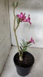 Planta Simples 2937 – 40cm – 03 anos - Imagem 6