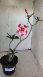 Planta Simples 2938 – 35cm – 03 anos - Imagem 2