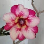 Planta Simples 2938 – 35cm – 03 anos