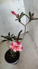 Planta Simples 2938 – 35cm – 03 anos - Imagem 4