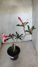 Planta Simples 2938 – 35cm – 03 anos - Imagem 6