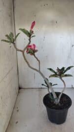 Planta Simples 2938 – 35cm – 03 anos - Imagem 5