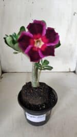 Planta Simples 2924 – 30cm – 02 anos - Imagem 2