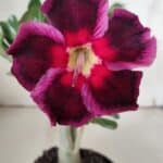 Planta Simples 2924 – 30cm – 02 anos