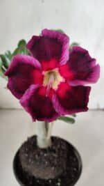 Planta Simples 2924 – 30cm – 02 anos