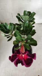 Planta Simples 2924 – 30cm – 02 anos - Imagem 4