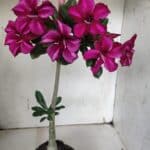 Planta Simples 2925 – 35cm – 03 anos