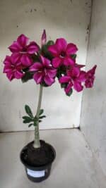 Planta Simples 2925 – 35cm – 03 anos