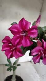 Planta Simples 2925 – 35cm – 03 anos - Imagem 4