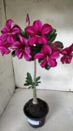 Planta Simples 2925 – 35cm – 03 anos - Imagem 5