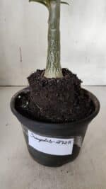 Planta Simples 2925 – 35cm – 03 anos - Imagem 8