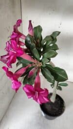 Planta Simples 2925 – 35cm – 03 anos - Imagem 6