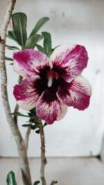 Planta Simples 2926 – 35cm – 03 anos - Imagem 3