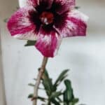 Planta Simples 2926 – 35cm – 03 anos