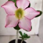 Planta Simples 2927 – 35cm – 03 anos