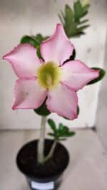 Planta Simples 2927 – 35cm – 03 anos