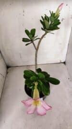 Planta Simples 2927 – 35cm – 03 anos - Imagem 8