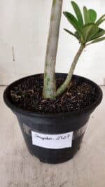 Planta Simples 2927 – 35cm – 03 anos - Imagem 7