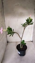 Planta Simples 2927 – 35cm – 03 anos - Imagem 5