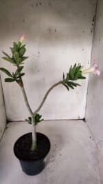 Planta Simples 2927 – 35cm – 03 anos - Imagem 4