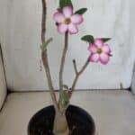 Planta ARABICUM 172 – 30cm – 02 anos