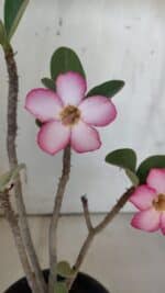 Planta ARABICUM 172 – 30cm – 02 anos - Imagem 3