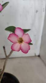 Planta ARABICUM 172 – 30cm – 02 anos - Imagem 4