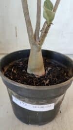 Planta ARABICUM 172 – 30cm – 02 anos - Imagem 7