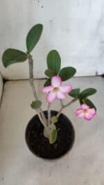 Planta ARABICUM 172 – 30cm – 02 anos - Imagem 6