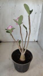 Planta ARABICUM 172 – 30cm – 02 anos - Imagem 5