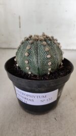 ASTROPHYTUM ASTERIAS  Nº 132 – vaso 11 - Imagem 2