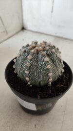 ASTROPHYTUM ASTERIAS  Nº 132 – vaso 11 - Imagem 6