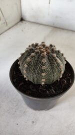 ASTROPHYTUM ASTERIAS  Nº 132 – vaso 11 - Imagem 9