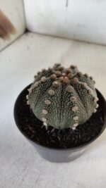 ASTROPHYTUM ASTERIAS  Nº 132 – vaso 11 - Imagem 8