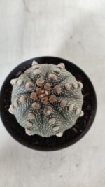 ASTROPHYTUM ASTERIAS  Nº 132 – vaso 11 - Imagem 3