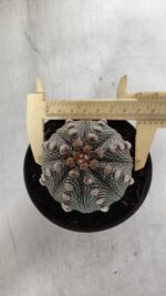 ASTROPHYTUM ASTERIAS  Nº 132 – vaso 11 - Imagem 5