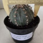 ASTROPHYTUM ASTERIAS  Nº 132 – vaso 11