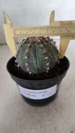ASTROPHYTUM ASTERIAS  Nº 132 – vaso 11