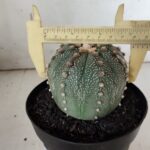 ASTROPHYTUM ASTERIAS  Nº 840 – vaso 15