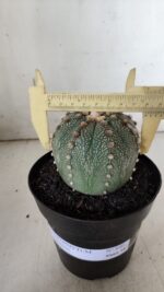 ASTROPHYTUM ASTERIAS  Nº 840 – vaso 15
